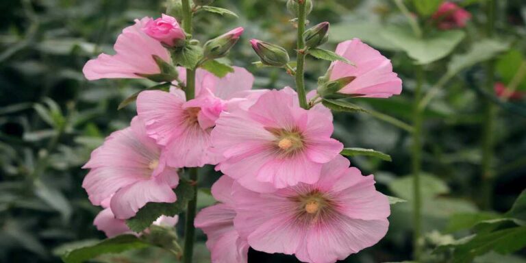 Apprivoiser la Rose Trémière : Conseils et Astuces pour Une Belle Floraison